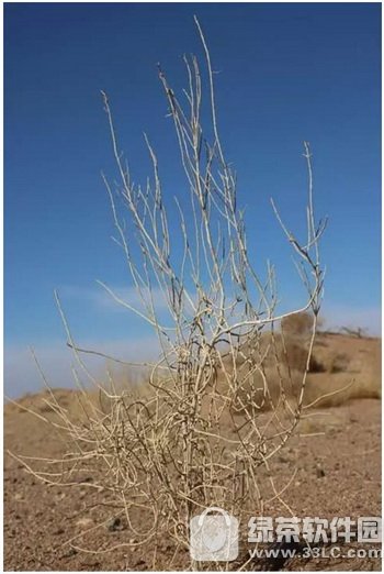 ֧��������ɭ����Ļ������� ֧��������ɭ��������������