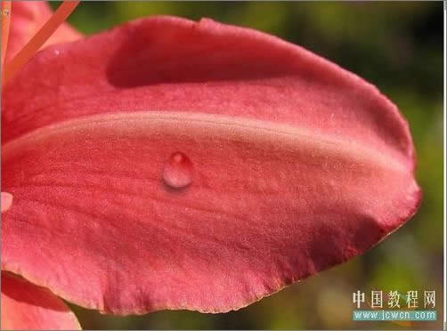 Photoshop轻松绘制树叶上的露珠_脚本之家jb51.net整理