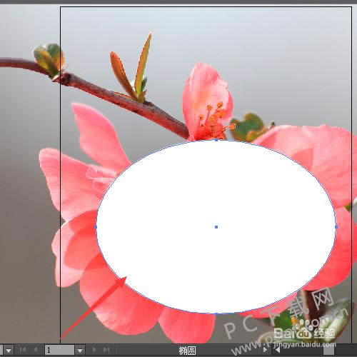 Adobe Illustrator CS4�����ͼ��