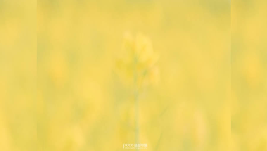 PS把逆光油菜花人物照片调成明亮高清效果