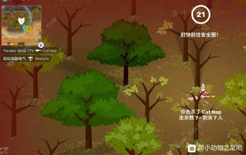 《小动物之星》什么时候上线